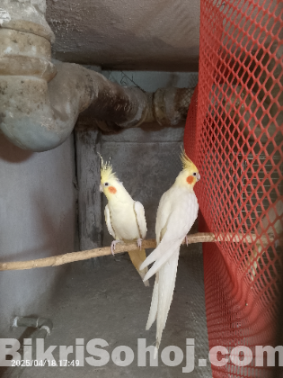 Cocatail breading pair